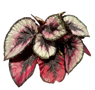 Red Kiss